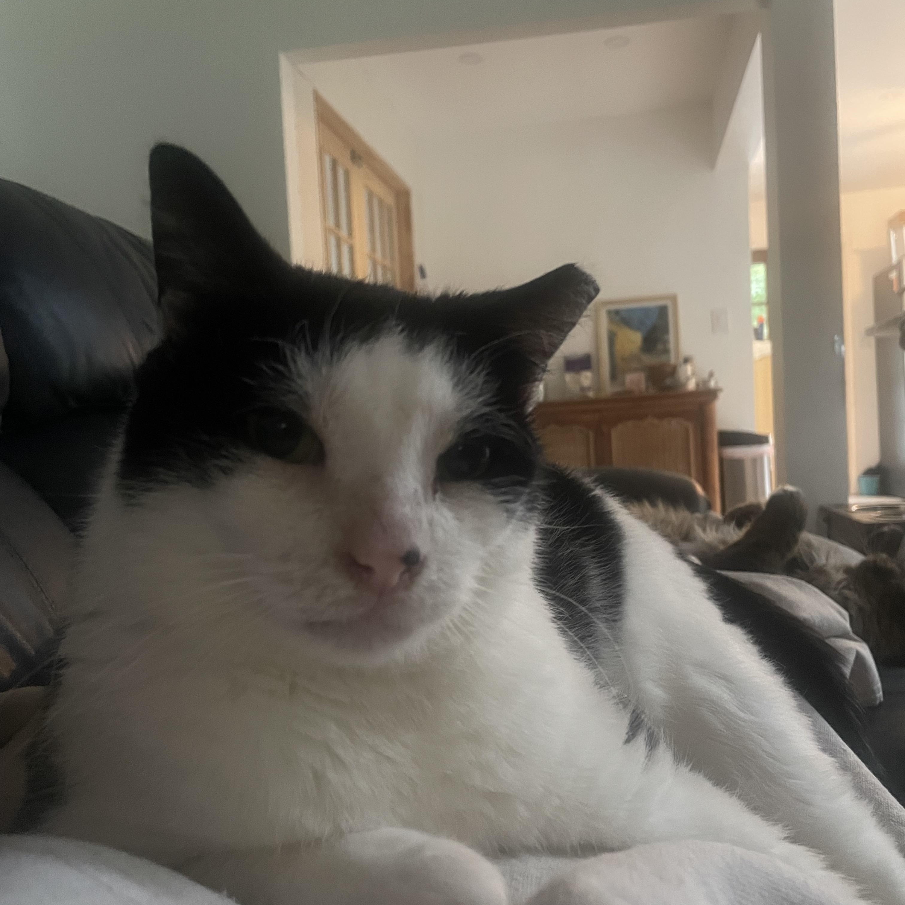 Enlarge Buddy, an adoptable American Shorthair in Galloway, NJ image 1/4