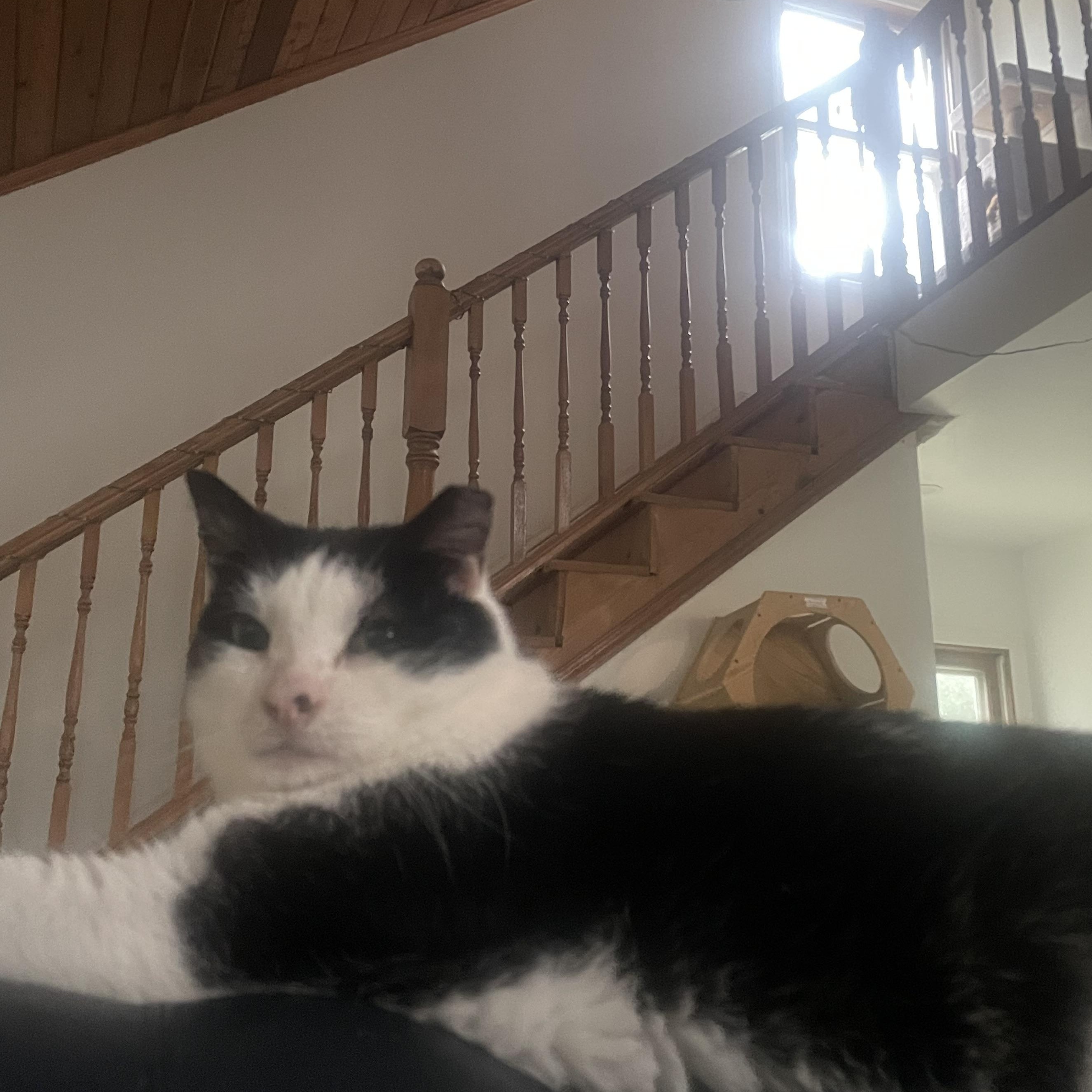 Enlarge Buddy, an adoptable American Shorthair in Galloway, NJ image 2/4