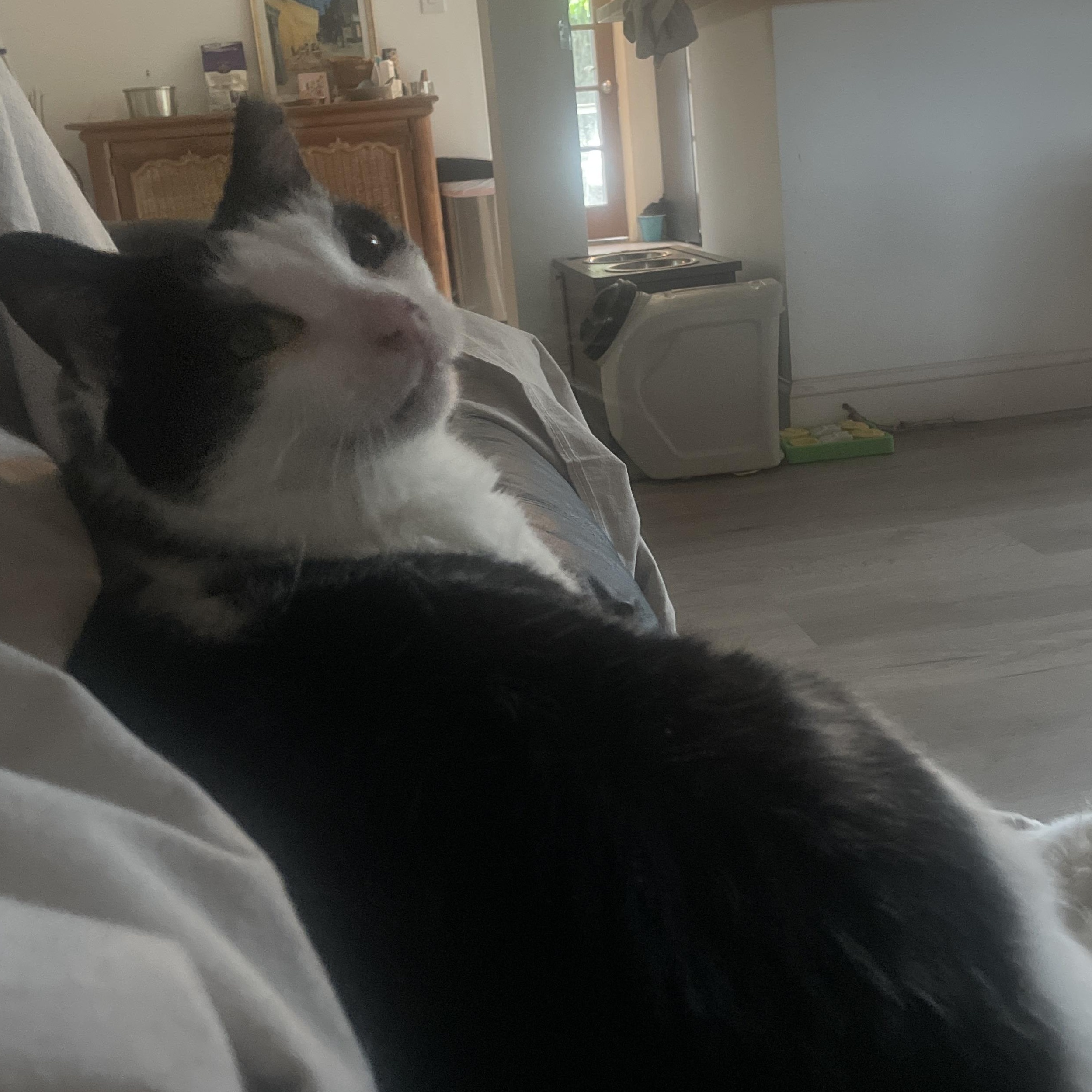 Enlarge Buddy, an adoptable American Shorthair in Galloway, NJ image 3/4