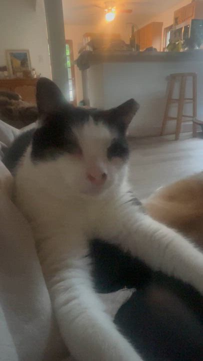 Enlarge Buddy, an adoptable American Shorthair in Galloway, NJ video 4/4