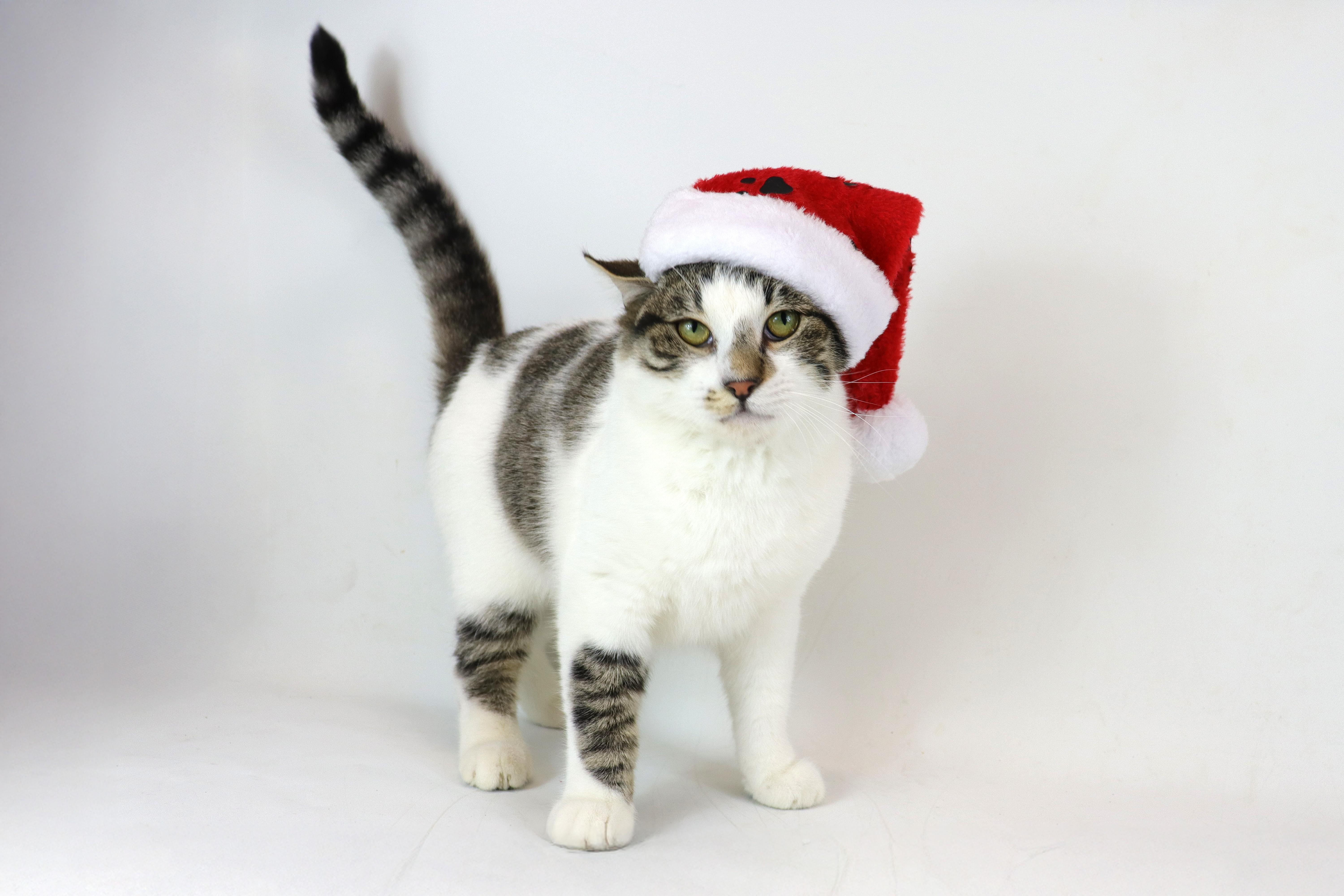 Enlarge Hank, an adopted Domestic Short Hair in Clovis, CA image 1/1