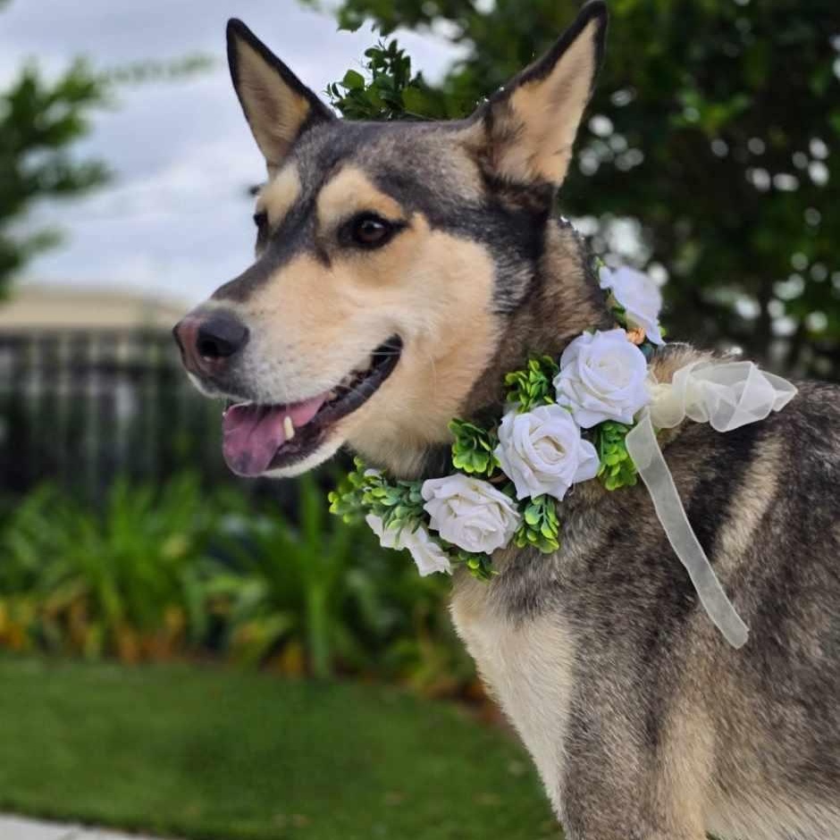 Lulu photo 4