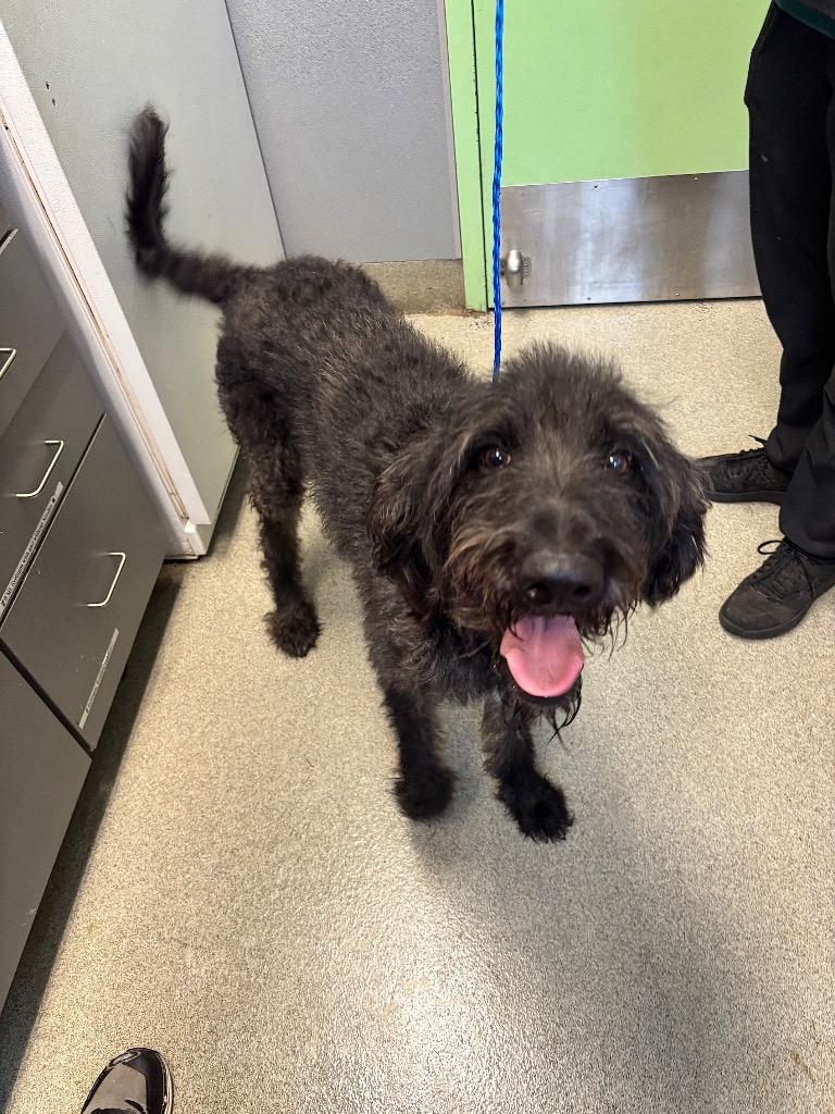 Dax, Adoptable, Young Male German Shorthaired Pointer & Poodle.