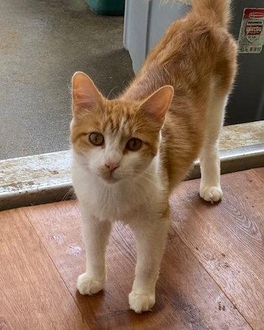 Enlarge Buddy, a Adoptable Domestic Medium Hair in Escondido, CA image 1/1
