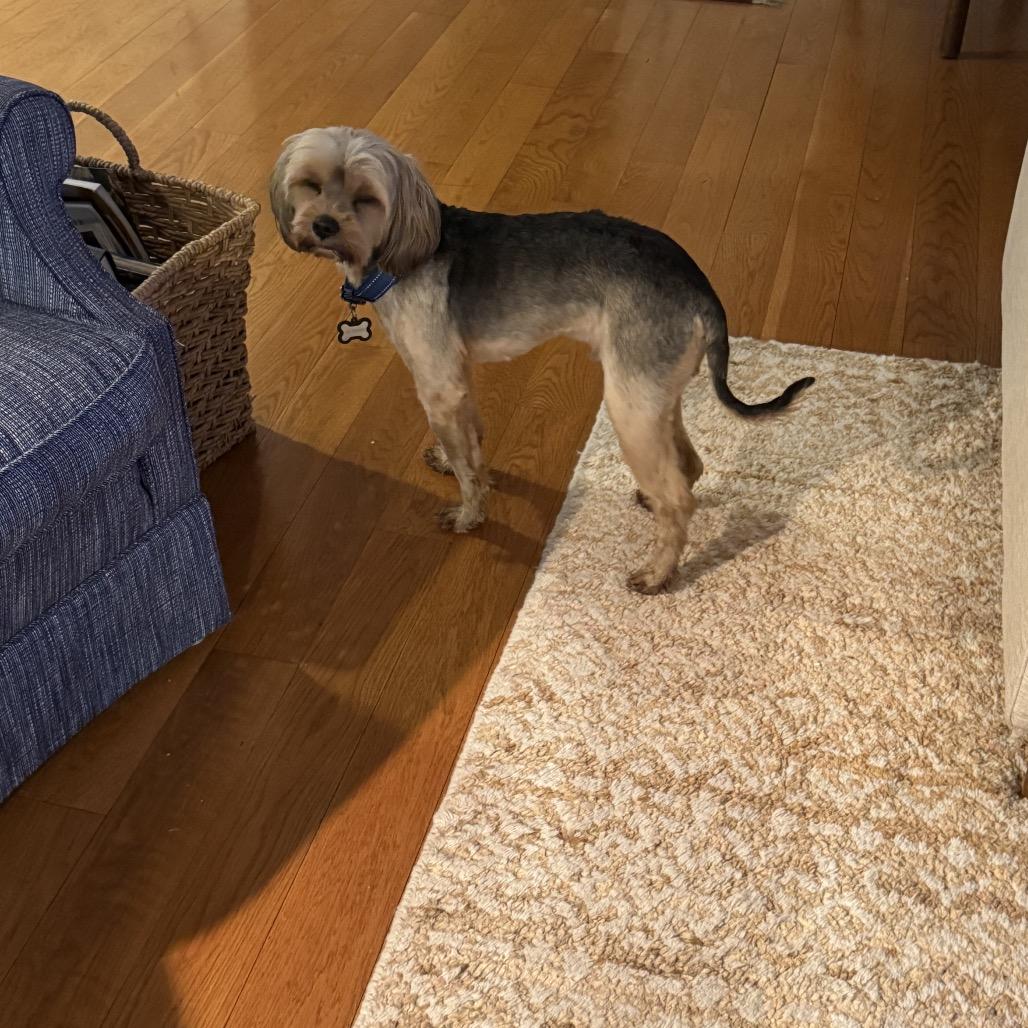 Romeo, a Adoptable mixed breed in Arlington, VA image 1/5