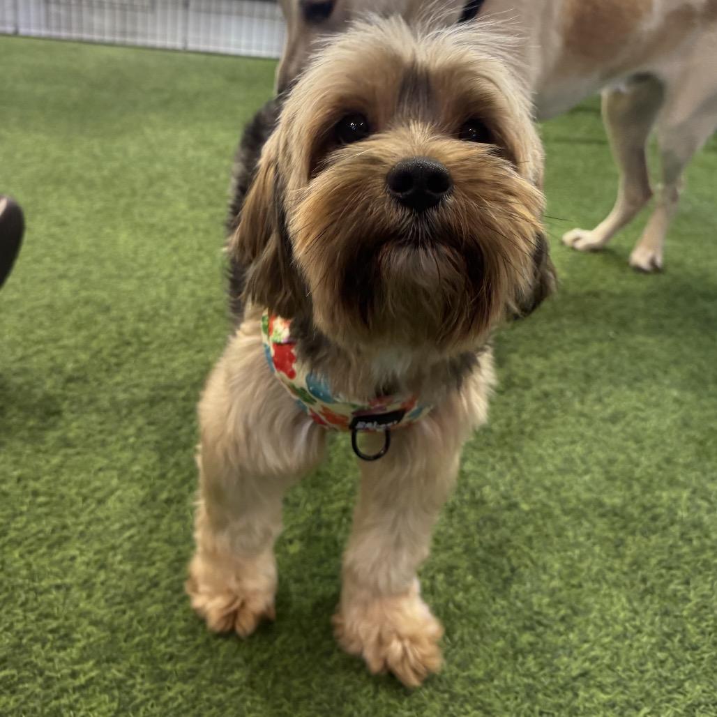 Romeo, a Adoptable mixed breed in Arlington, VA image 2/5