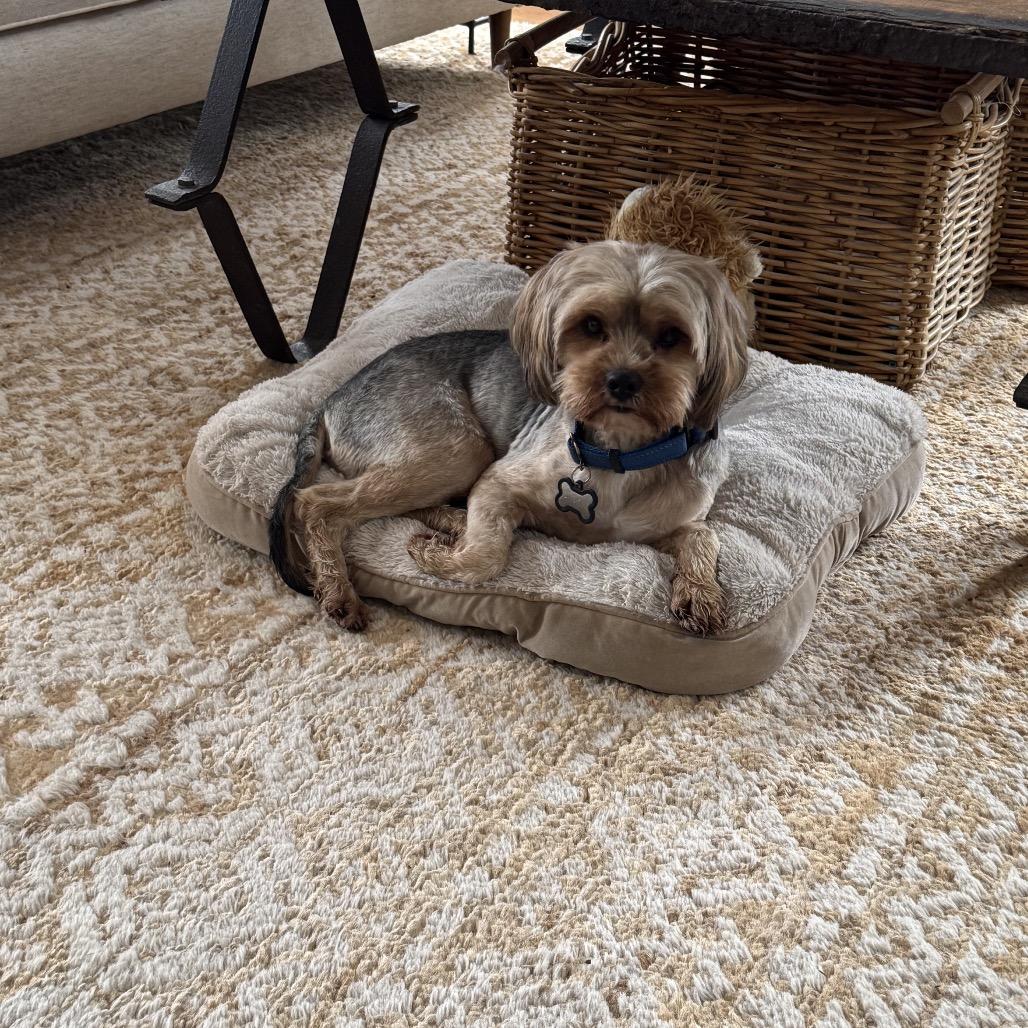 Romeo, a Adoptable mixed breed in Arlington, VA image 3/5