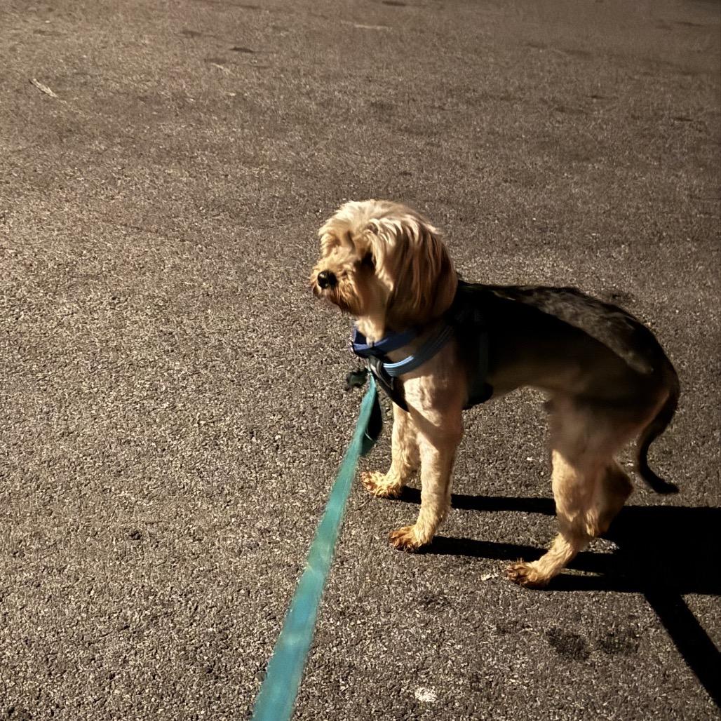 Romeo, a Adoptable mixed breed in Arlington, VA image 4/5