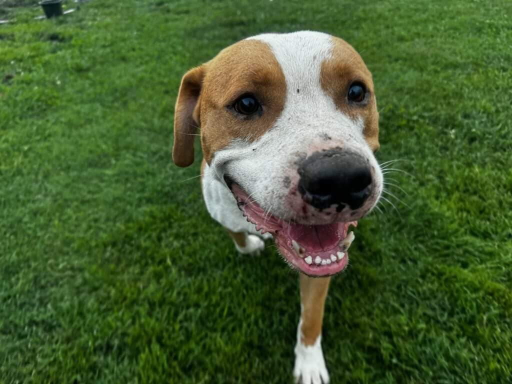 Enlarge Bo, a Adoptable mixed breed in Petersburg, IN image 3/5