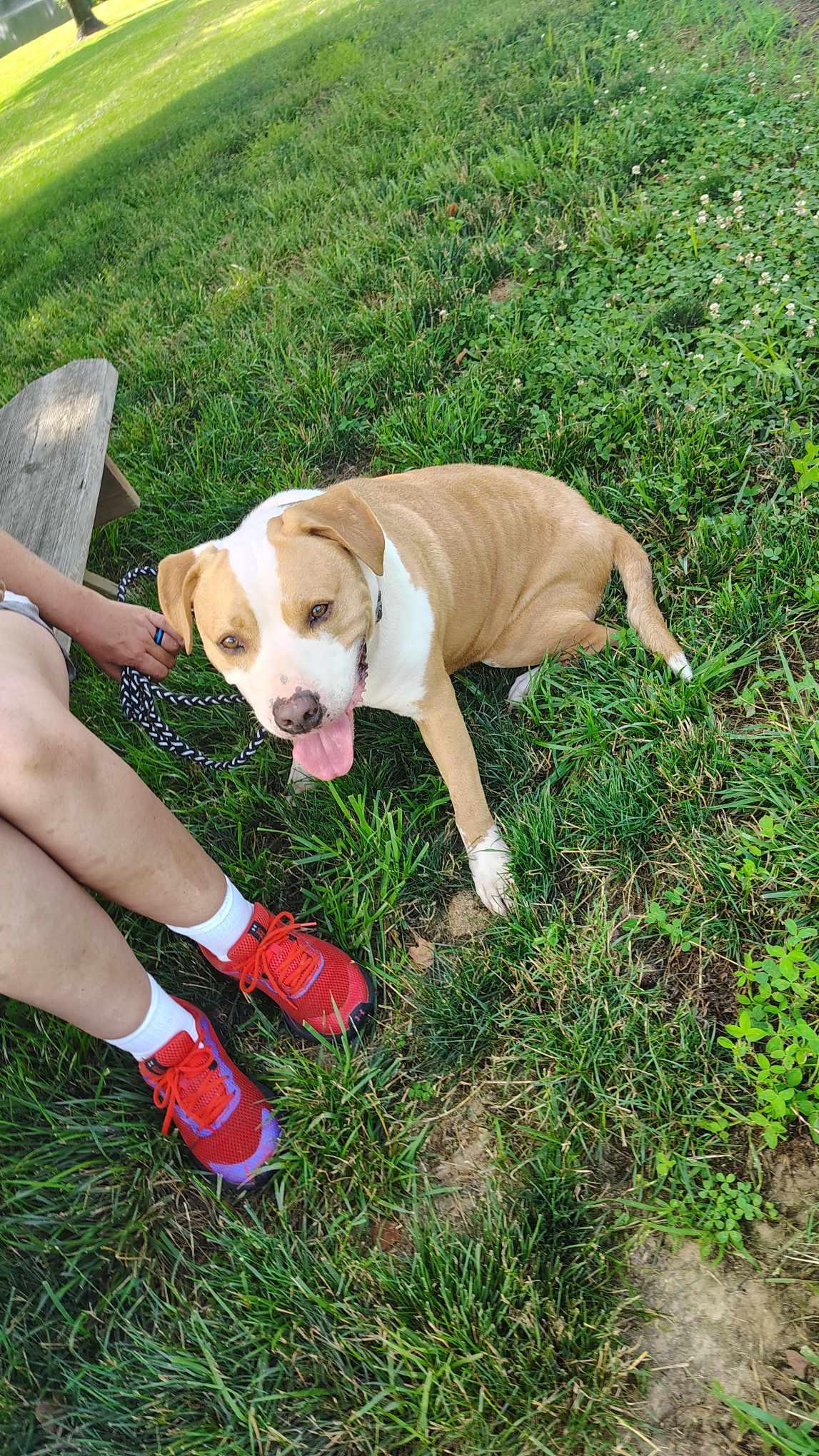 Enlarge Bo, a Adoptable mixed breed in Petersburg, IN image 1/5