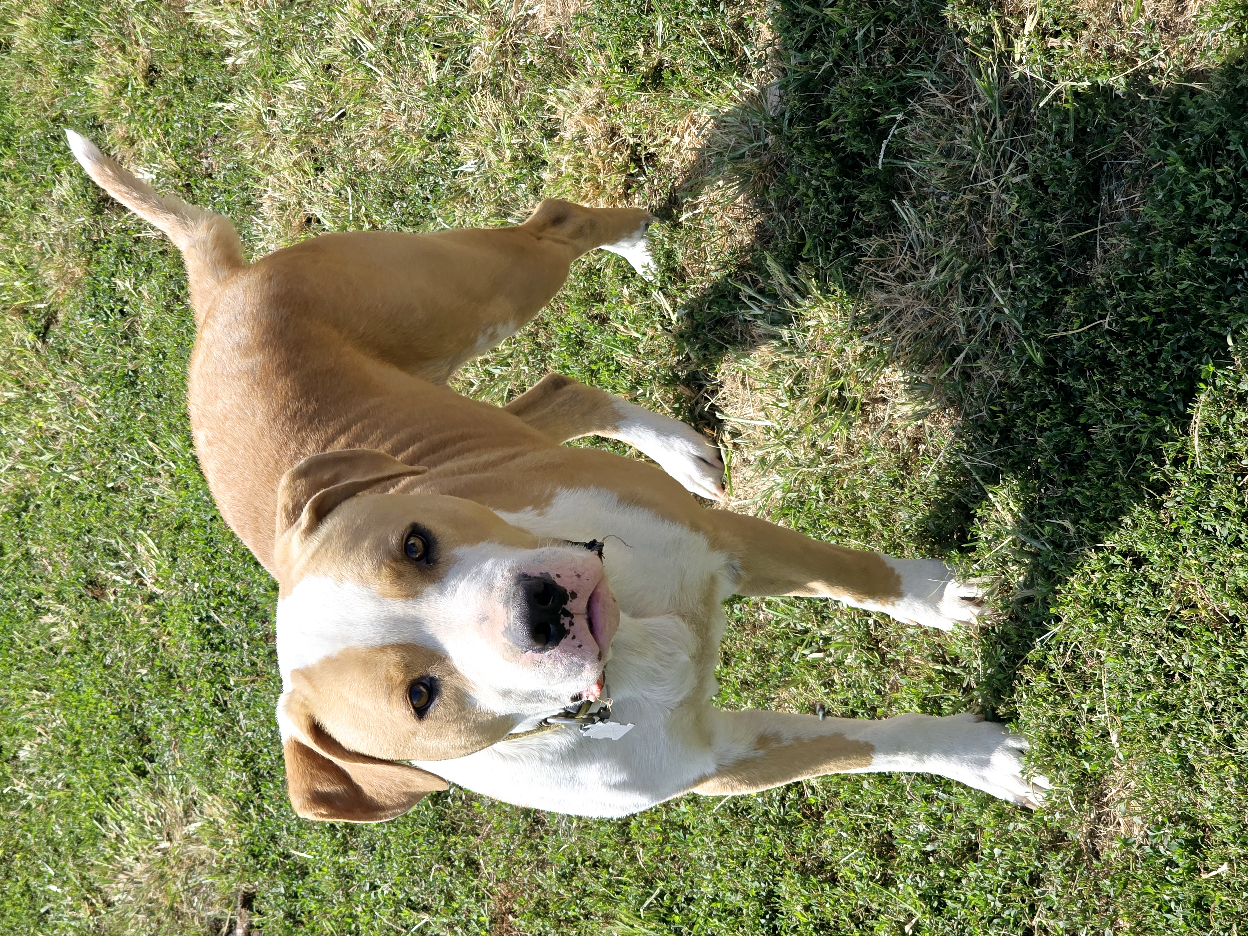 Enlarge Bo, a Adoptable mixed breed in Petersburg, IN image 2/5