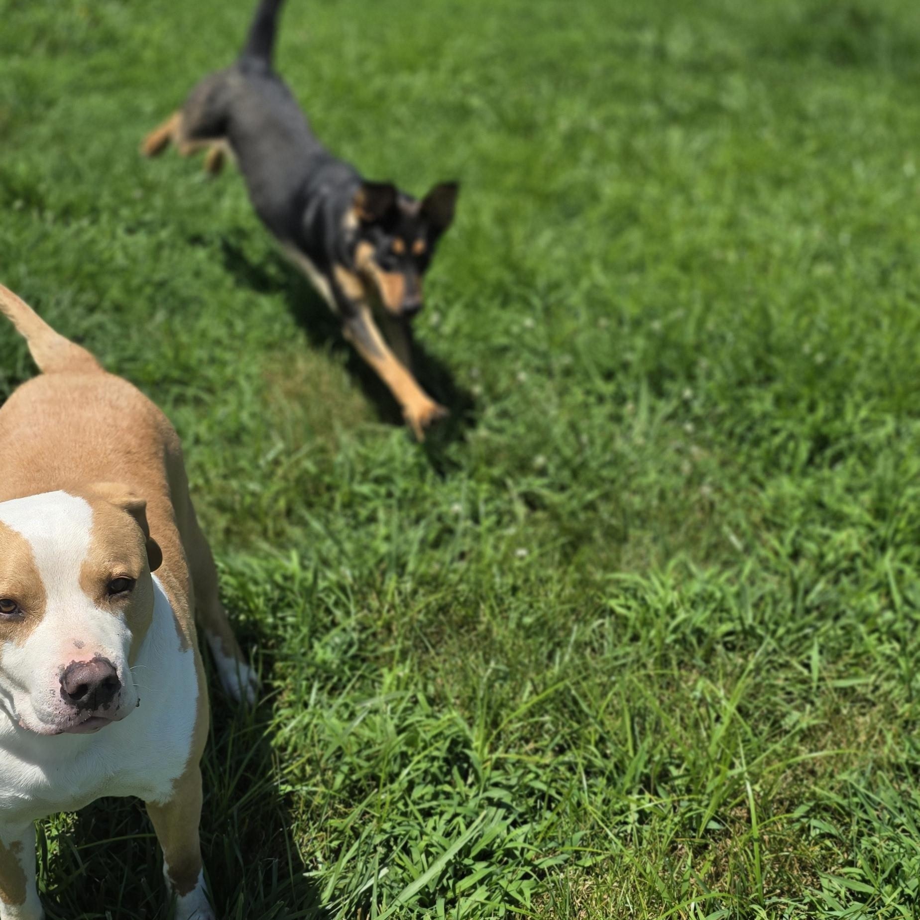 Enlarge Bo, a Adoptable mixed breed in Petersburg, IN image 5/5