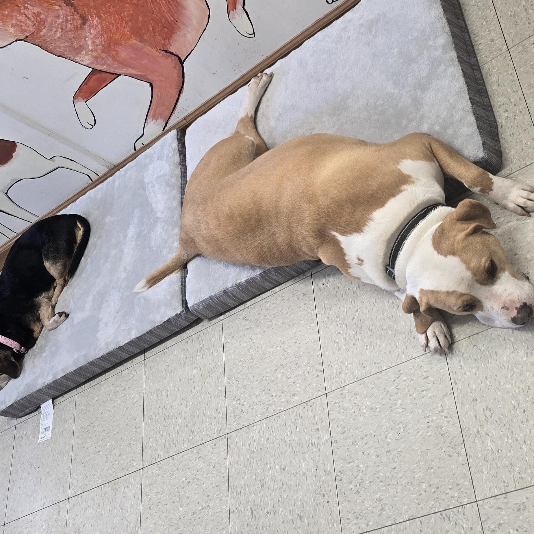 Enlarge Bo, a Adoptable mixed breed in Petersburg, IN image 4/5