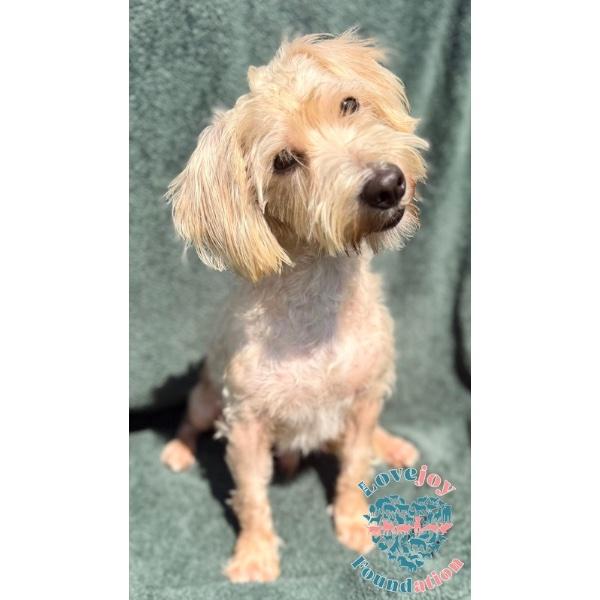 Rocky, adopted, Young Male Schnoodle.