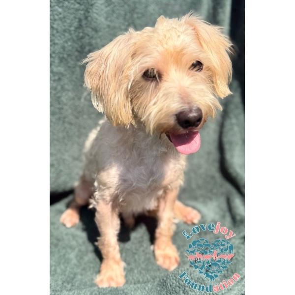 Rocky, an adopted mixed breed in Inglewood, CA image 2/2