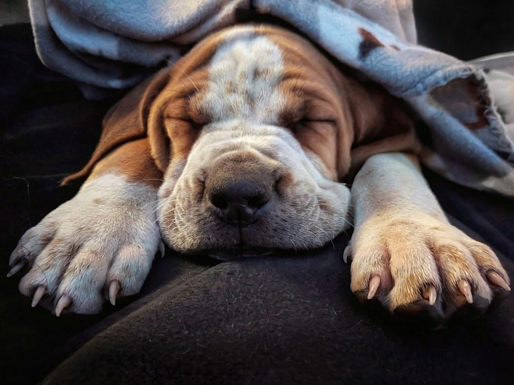 Enlarge Oak (Male), a Adoptable English Coonhound in TULSA, OK image 5/6