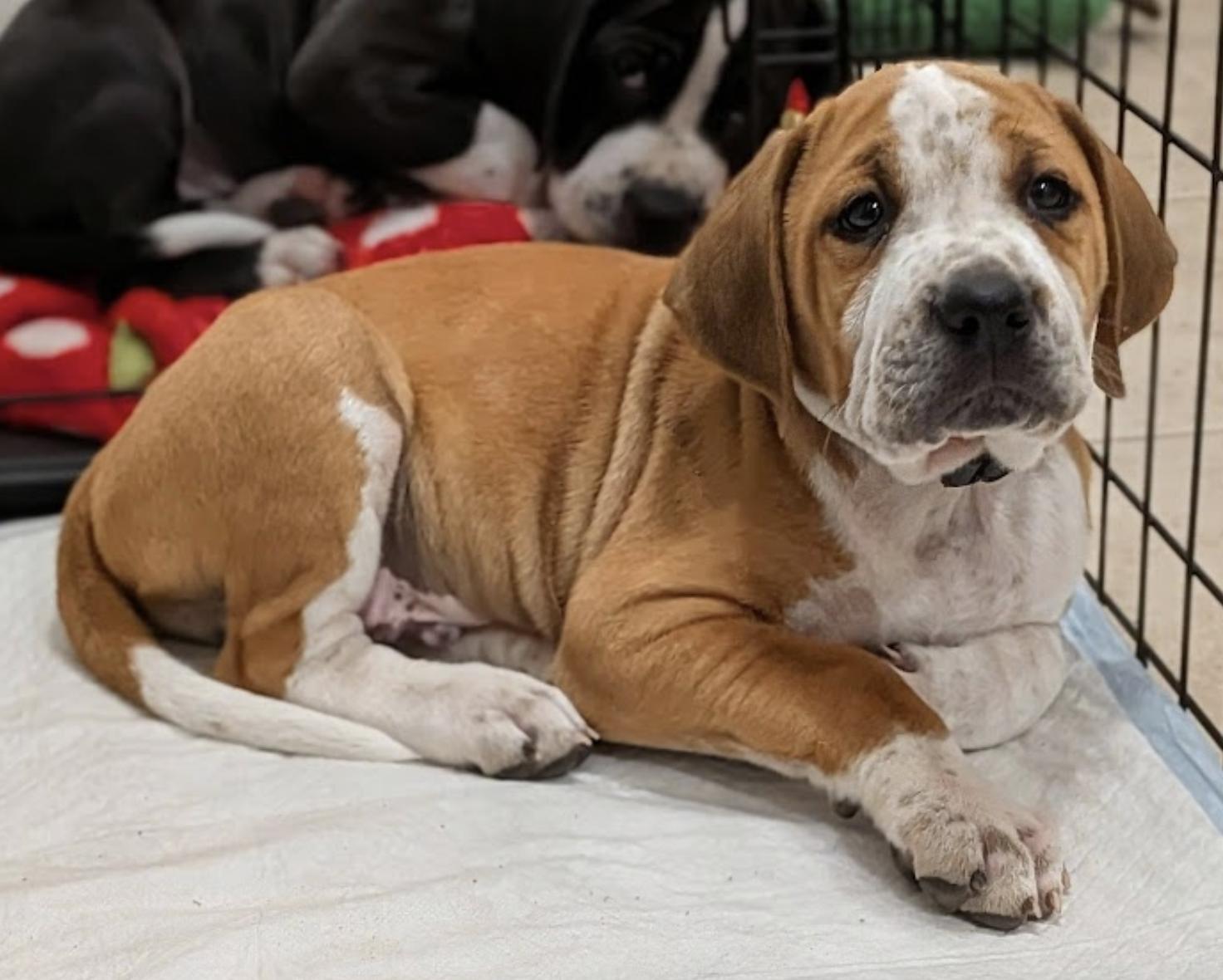 Enlarge Oak (Male), a Adoptable English Coonhound in TULSA, OK image 6/6