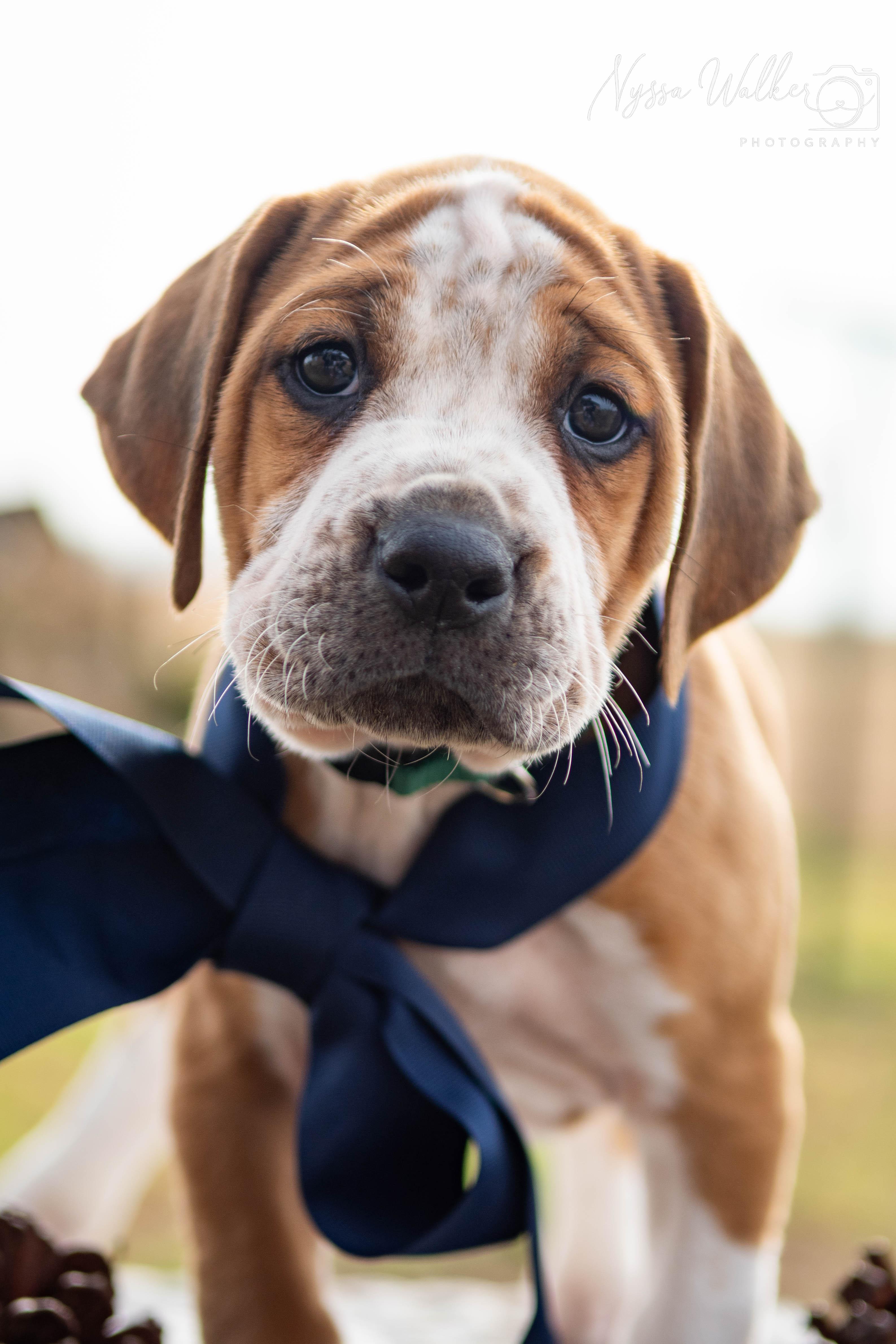 Enlarge Oak (Male), a Adoptable English Coonhound in TULSA, OK image 2/6