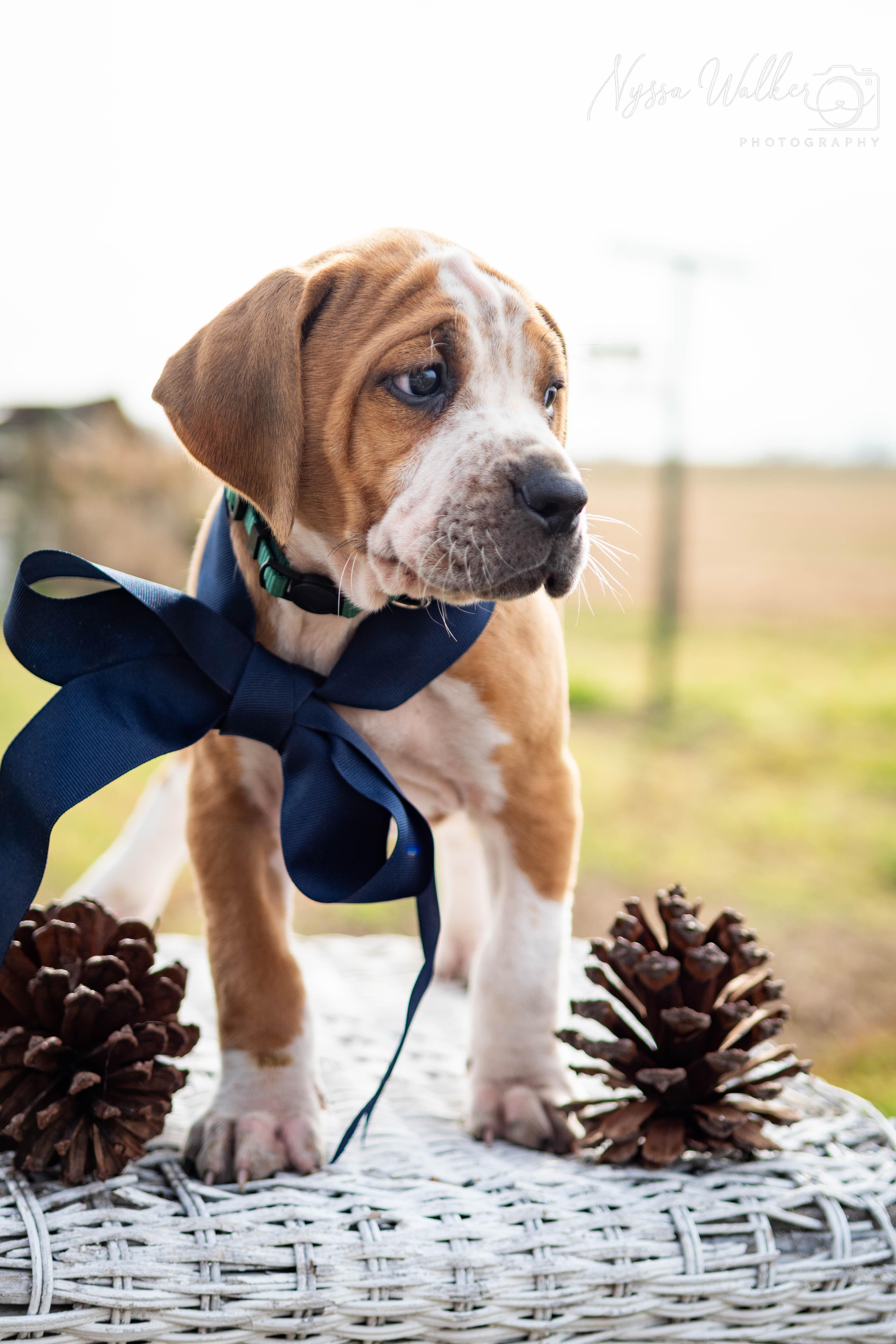 Enlarge Oak (Male), a Adoptable English Coonhound in TULSA, OK image 4/6