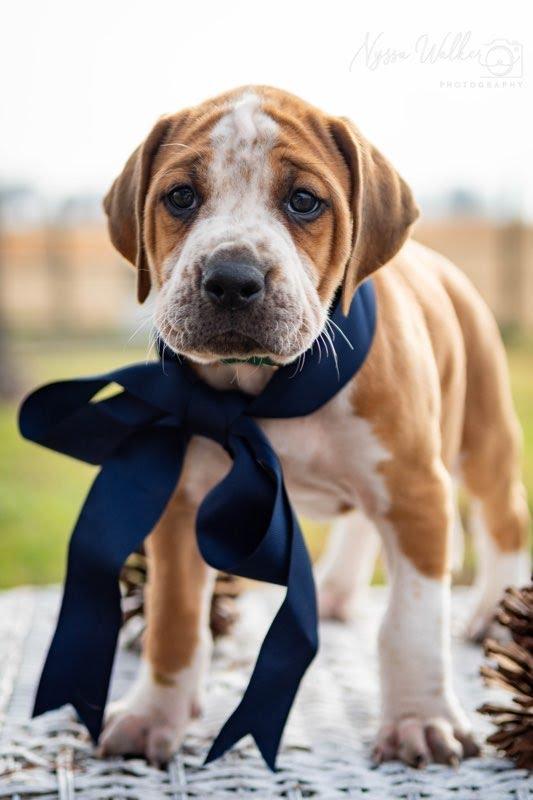 Enlarge Oak (Male), a Adoptable English Coonhound in TULSA, OK image 3/6