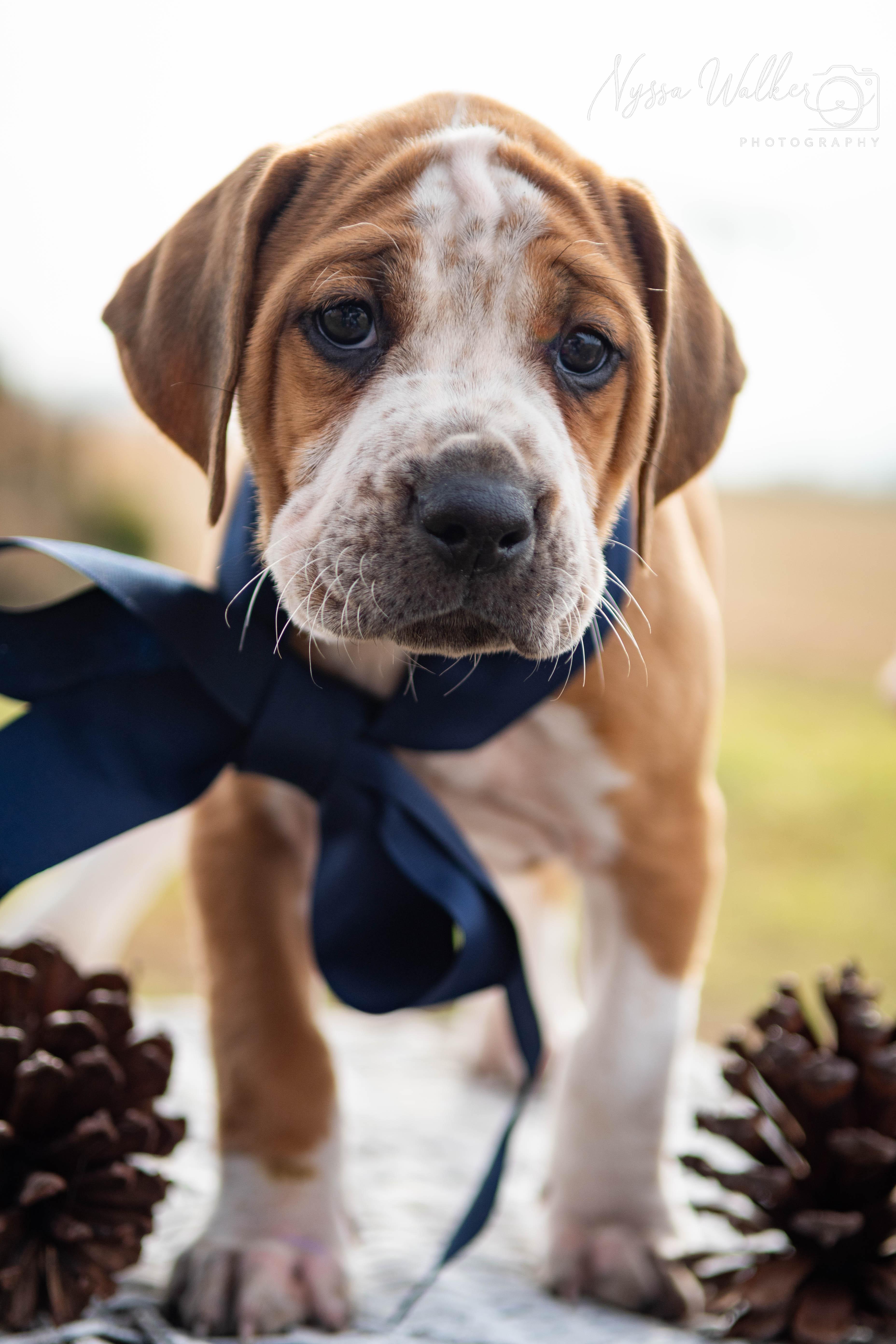 Enlarge Oak (Male), a Adoptable English Coonhound in TULSA, OK image 1/6