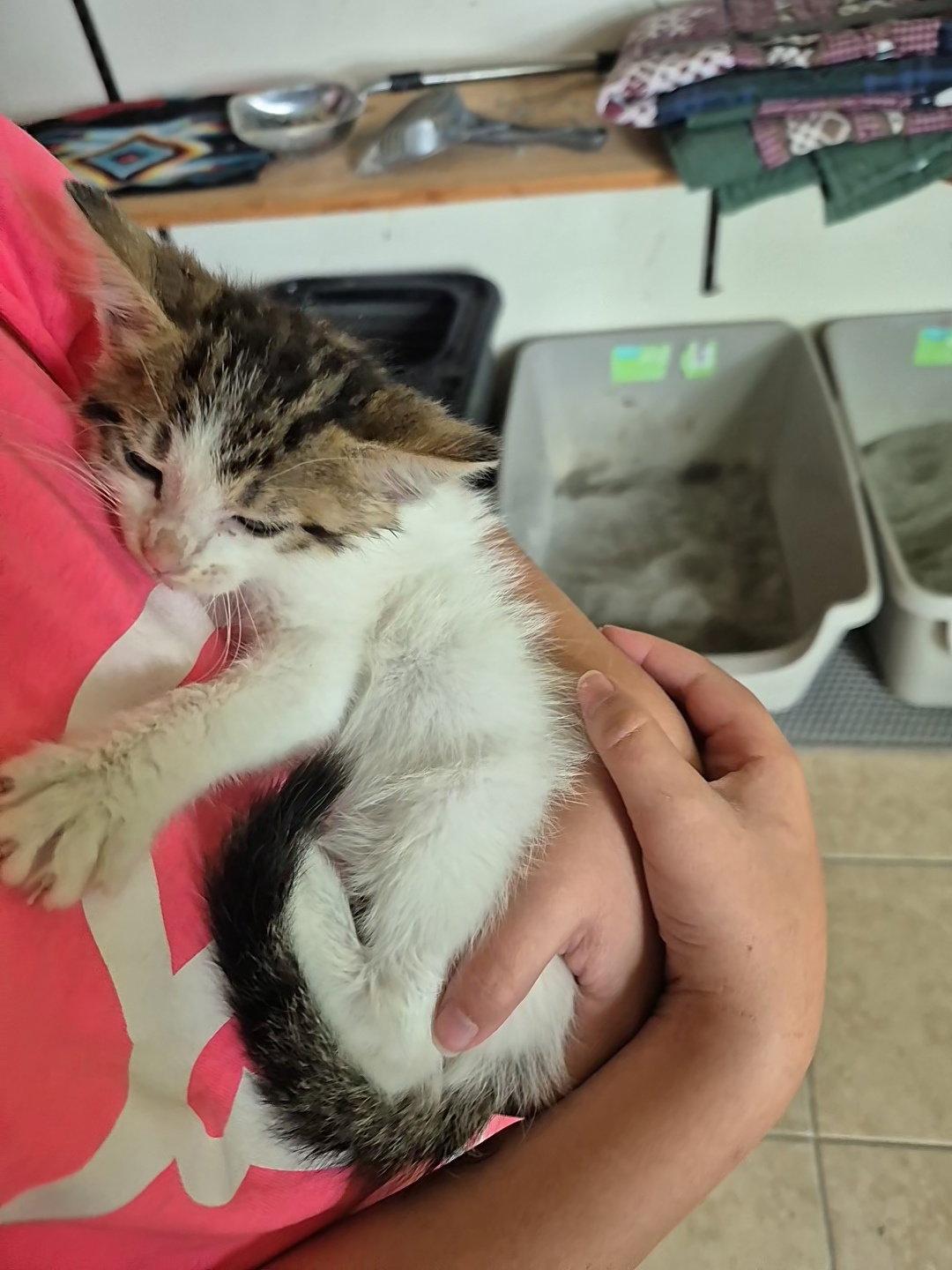 Enlarge Phillippa, a Adoptable Domestic Medium Hair in Magnolia Springs, AL image 1/3