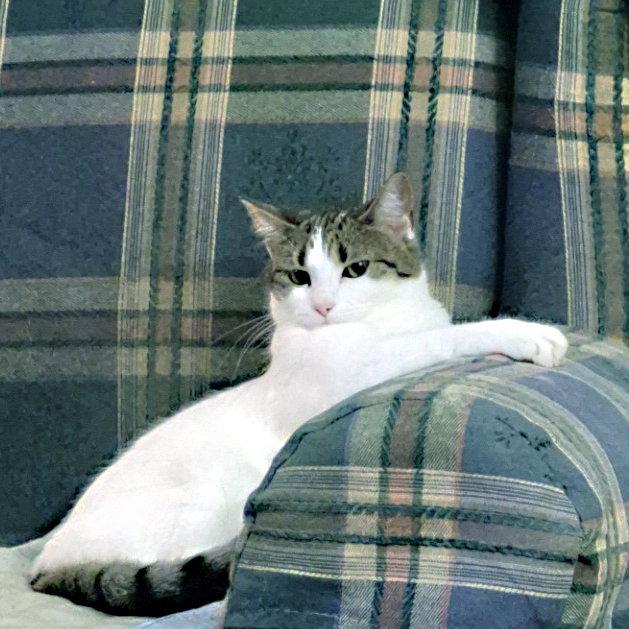 Enlarge Phillippa, a Adoptable Domestic Medium Hair in Magnolia Springs, AL image 2/3