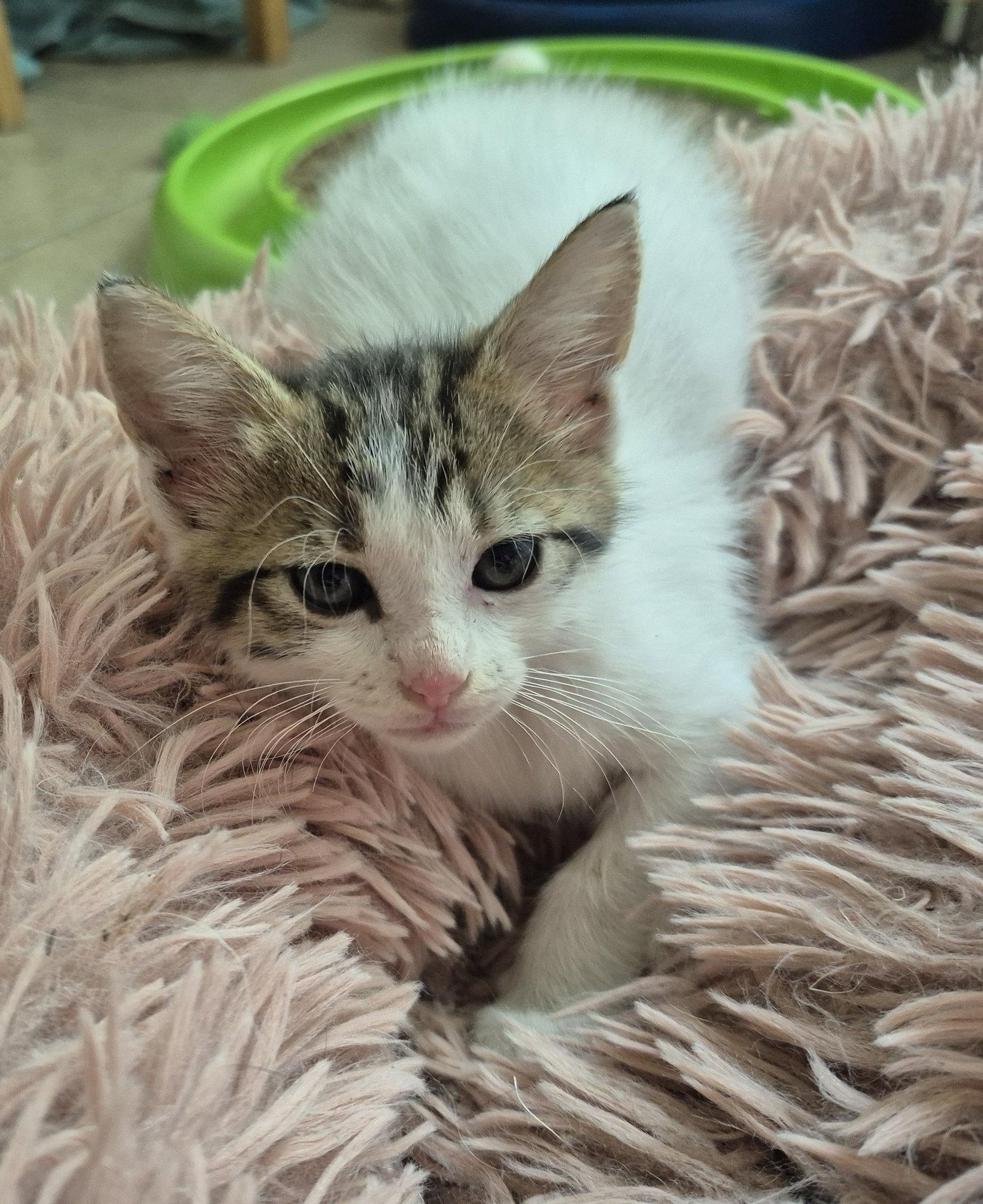 Enlarge Phillippa, a Adoptable Domestic Medium Hair in Magnolia Springs, AL image 3/3