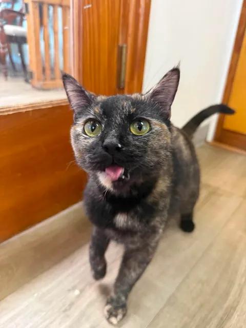 Enlarge Mars, a ADOPTABLE Domestic Short Hair in Wilmington, NC image 3/4
