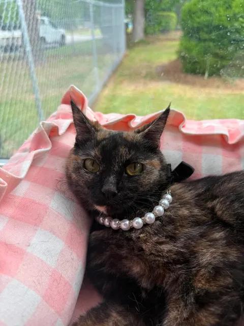 Enlarge Mars, a ADOPTABLE Domestic Short Hair in Wilmington, NC image 4/4