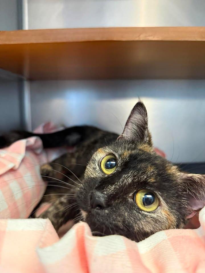Enlarge Mars, a ADOPTABLE Domestic Short Hair in Wilmington, NC image 2/4