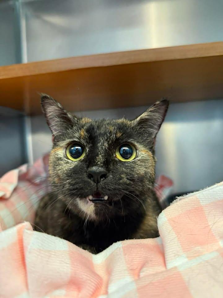 Mars, ADOPTABLE, Adult Female Domestic Short Hair.