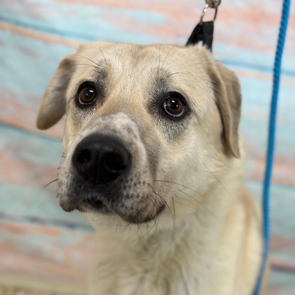 Enlarge November, a Adoptable Anatolian Shepherd in Gillette, WY image 1/5