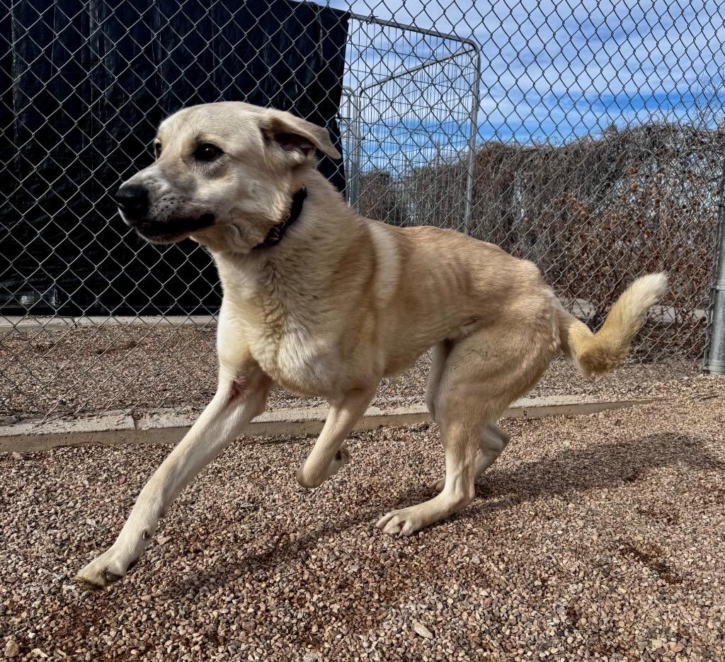 Enlarge November, a Adoptable Anatolian Shepherd in Gillette, WY image 3/5