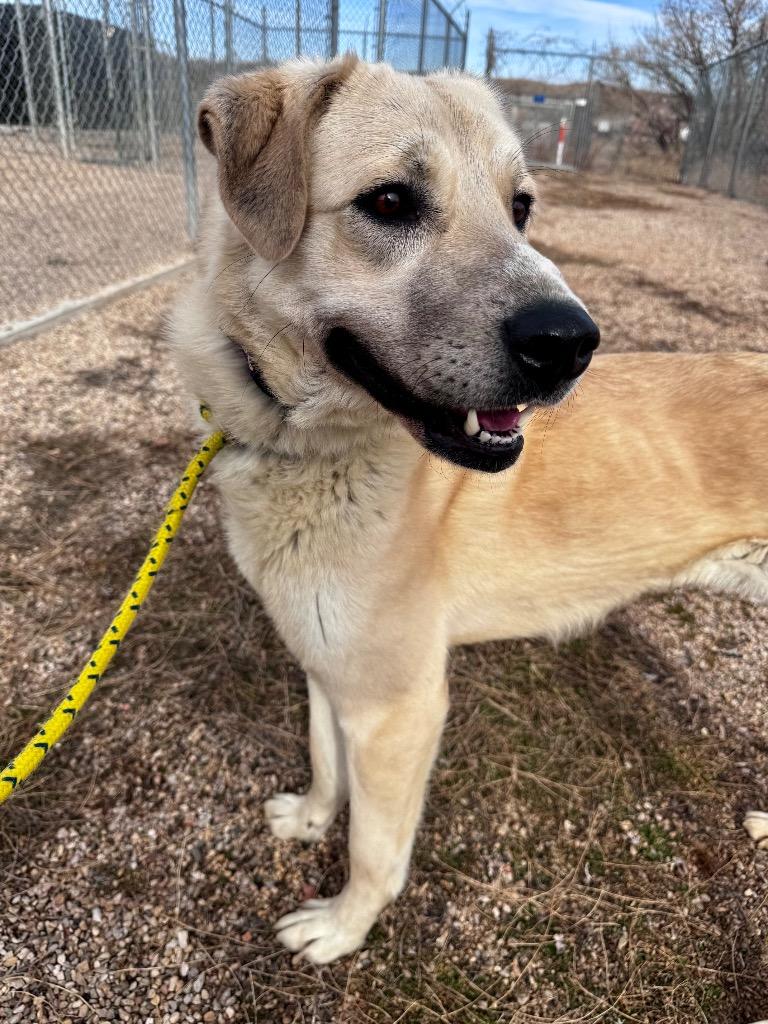 Enlarge November, a Adoptable Anatolian Shepherd in Gillette, WY image 4/5
