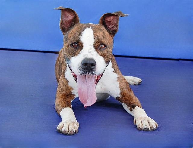 Enlarge BRASS, a Adoptable Boxer in Baldwin Park, CA image 1/1