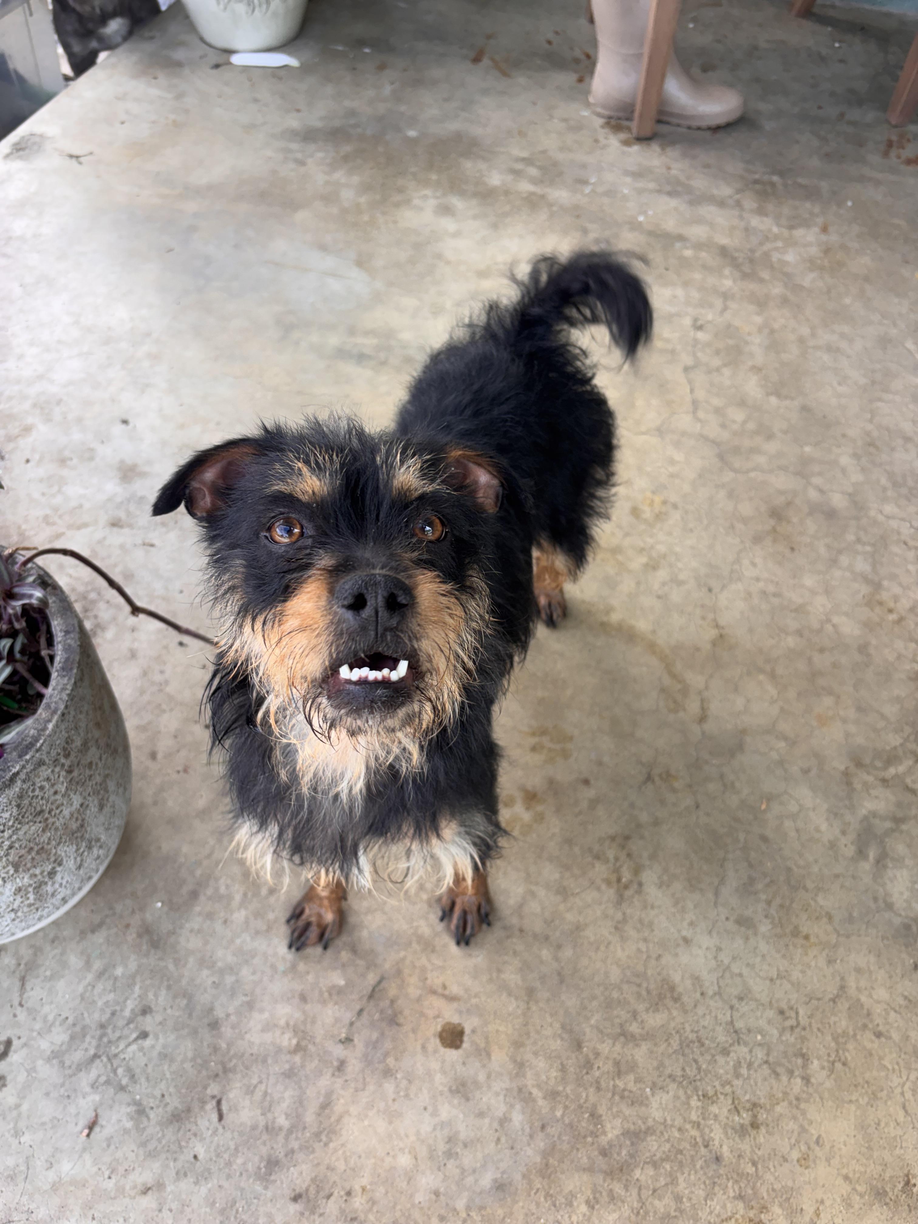 Tina, ADOPTABLE, Young Female Terrier.