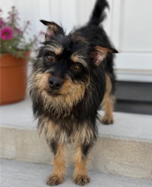 Tina, a ADOPTABLE mixed breed in Corona, CA image 2/4