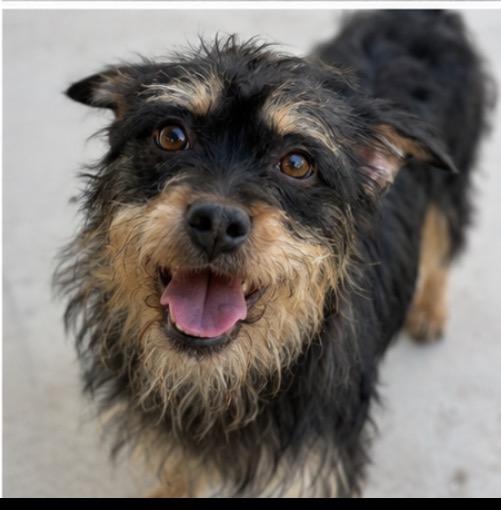 Tina, a ADOPTABLE mixed breed in Corona, CA image 1/4