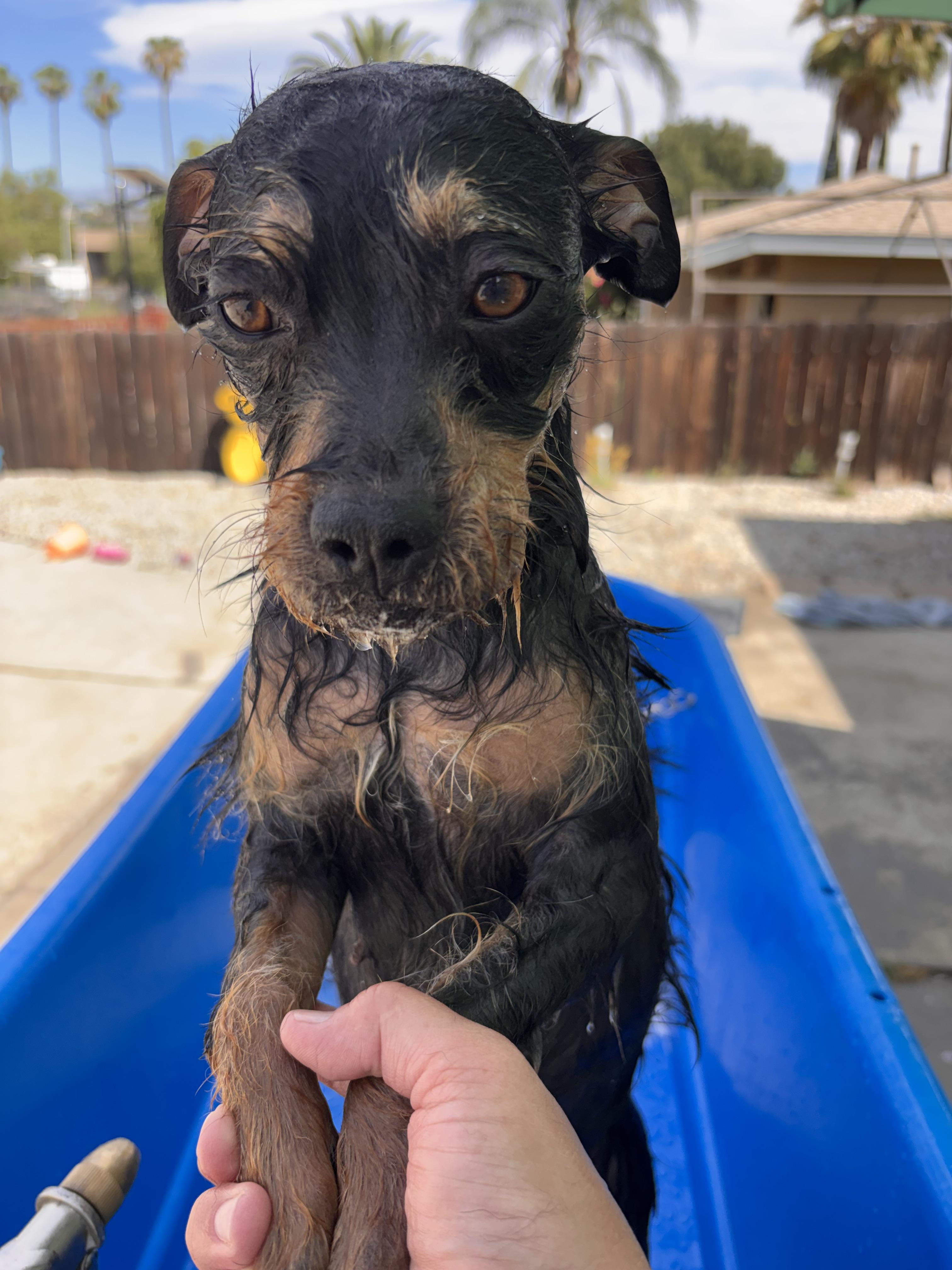 Tina, a ADOPTABLE Terrier in Corona, CA image 2/5