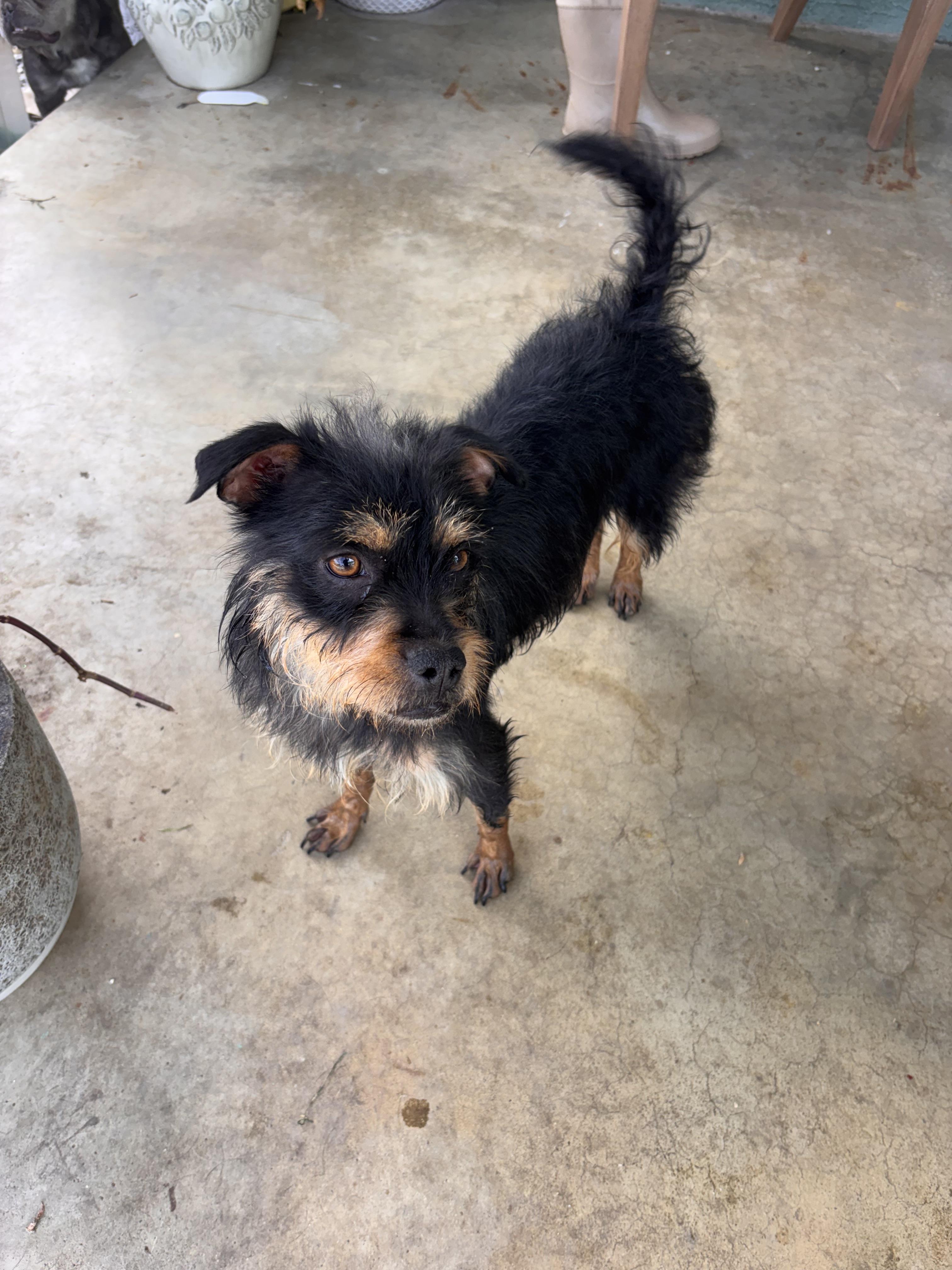 Tina, a ADOPTABLE Terrier in Corona, CA image 3/5