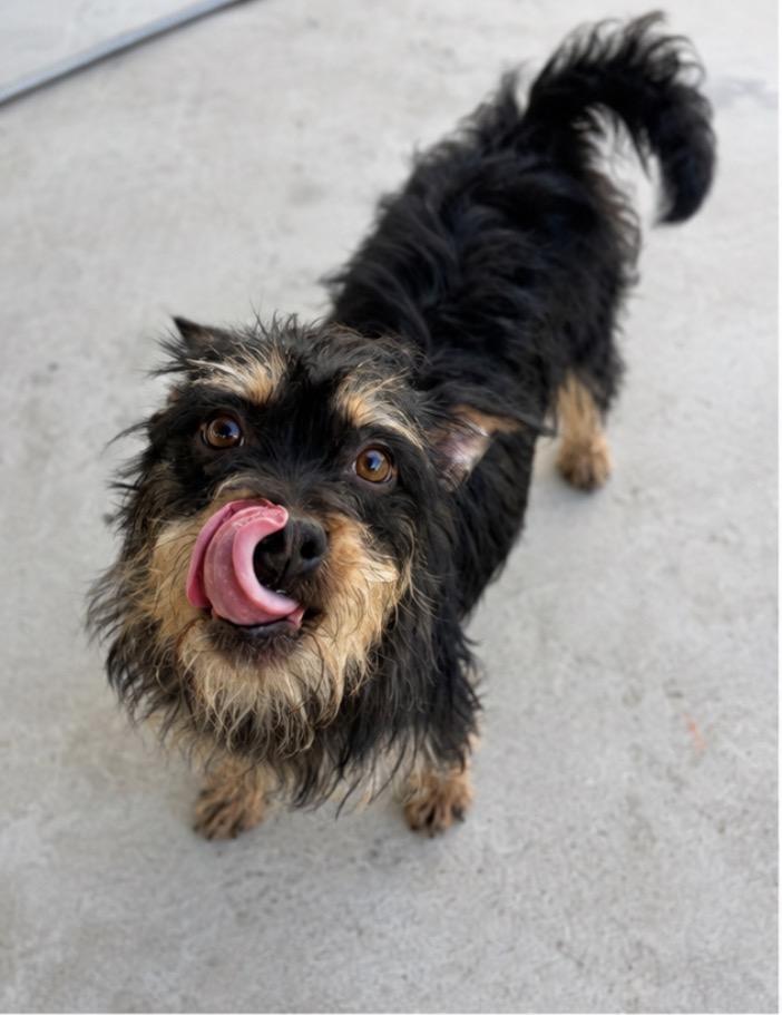 Tina, a ADOPTABLE mixed breed in Corona, CA image 3/4