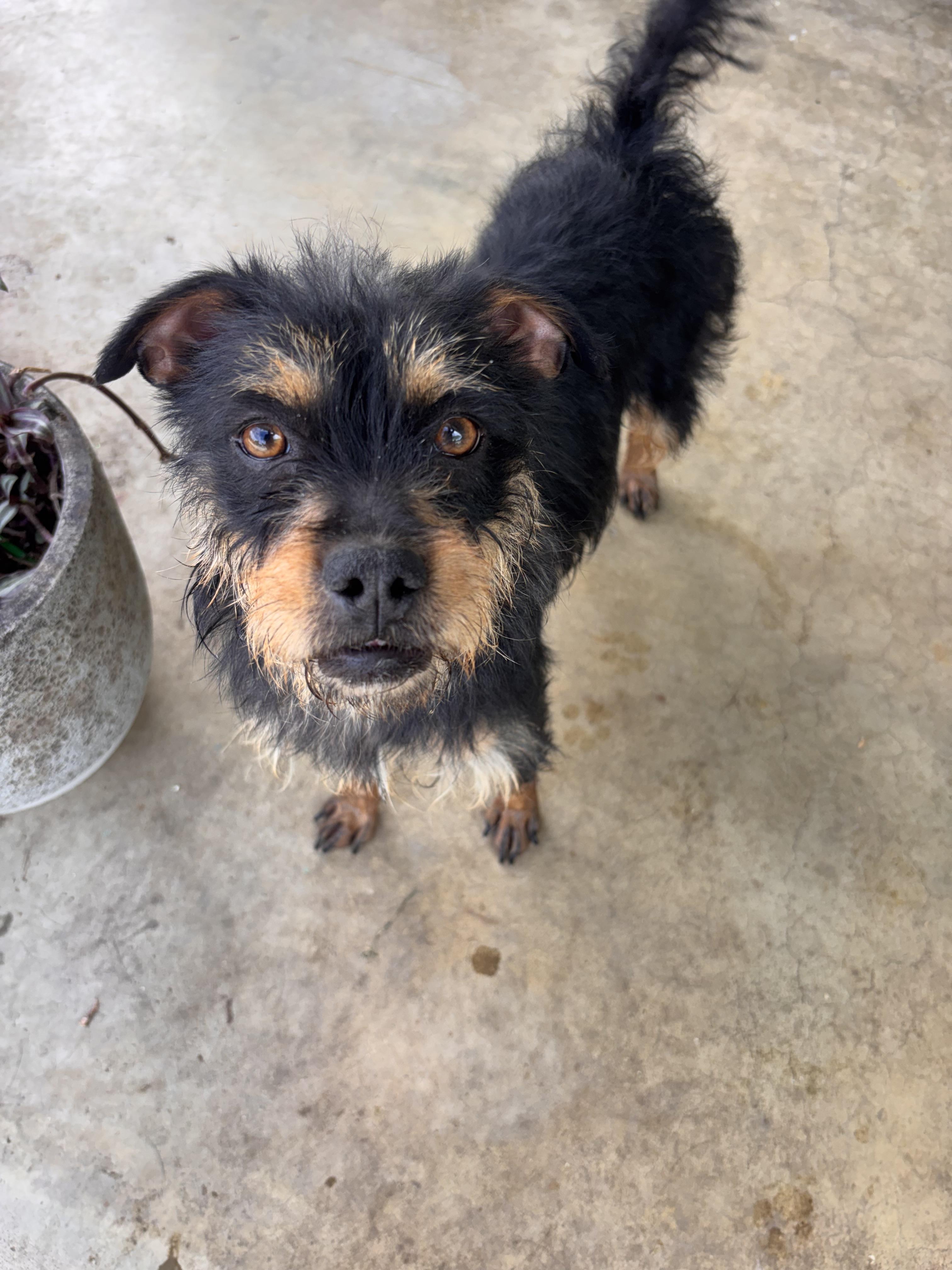 Tina, a ADOPTABLE Terrier in Corona, CA image 5/5