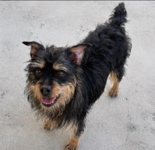 Tina, a ADOPTABLE mixed breed in Corona, CA image 4/4