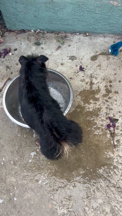 Enlarge Tina, a ADOPTABLE Terrier in Corona, CA video 4/5