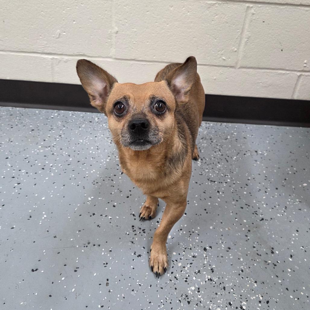 Enlarge Chico, a Adoptable Chihuahua in Pontiac, IL image 1/2