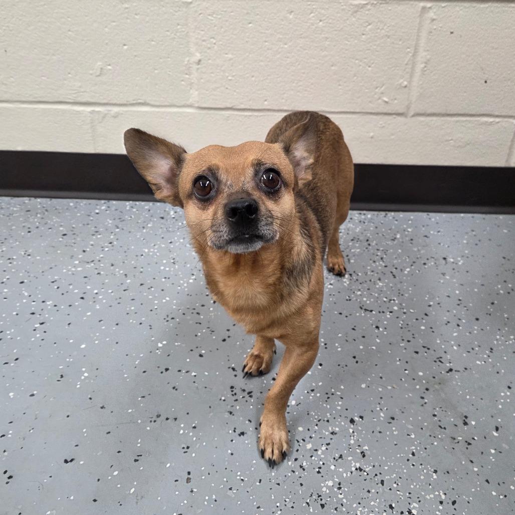Enlarge Chico, a Adoptable Chihuahua in Pontiac, IL image 2/2