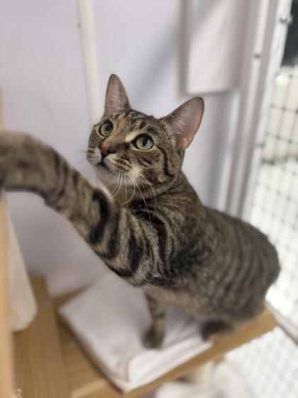 Solar, Adoptable, Kitten Female Domestic Short Hair & Domestic Short Hair.