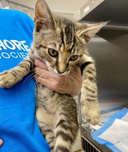 Solar, Adoptable, Kitten Female Domestic Short Hair & Domestic Short Hair.