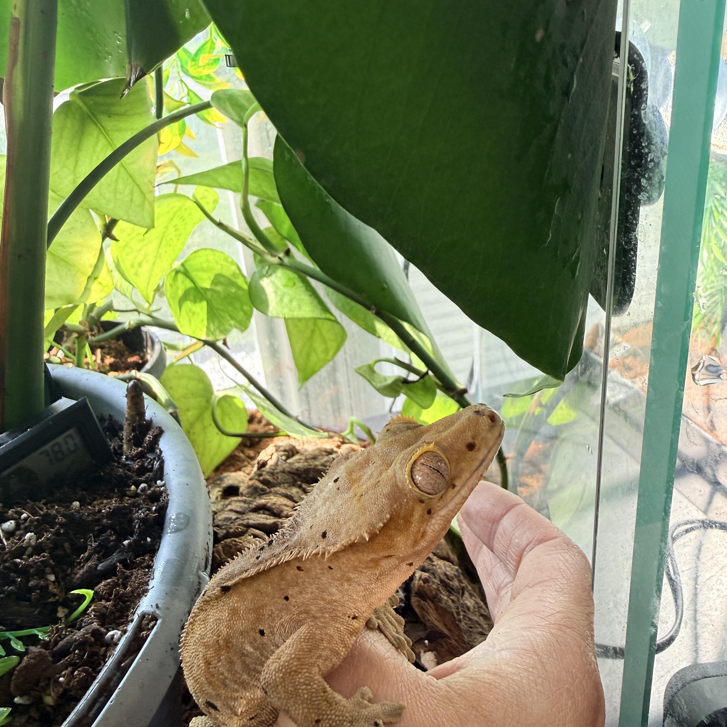 Lemon, an adopted Gecko in JACKSON, NJ image 2/2